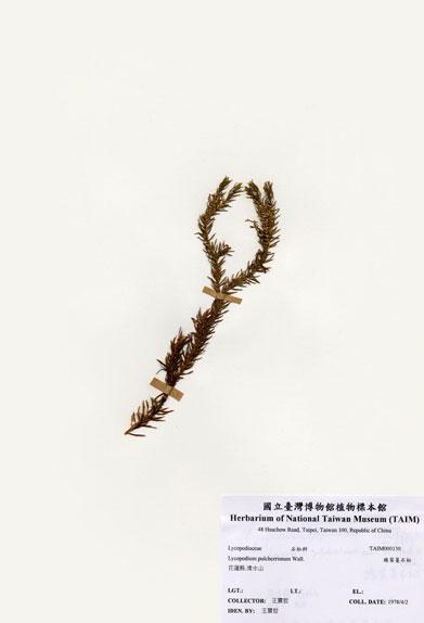 中文名：線葉蔓石松 (H000130)學名： em Lycopodium pulcherrimum Wall. ex Hook. & Grev. /em 