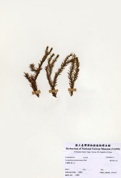 中文名：線葉蔓石松 (H000131)學名： em Lycopodium pulcherrimum Wall. ex Hook. & Grev. /em 