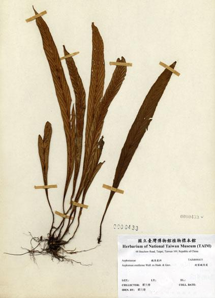 中文名：劍葉鐵角蕨 (H000433)學名： em Asplenium ensiforme Wall. ex Hook. & Grev. /em 