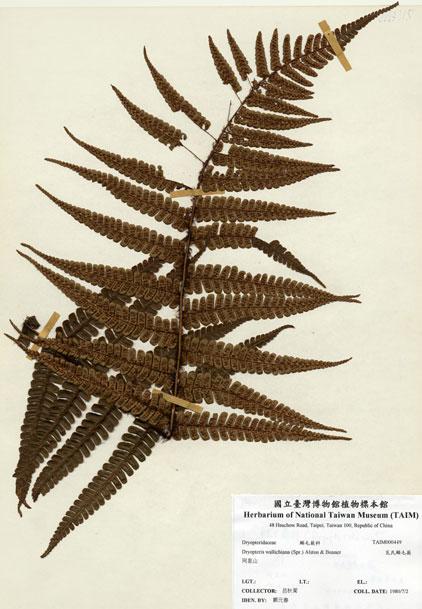 中文名：瓦氏鱗毛蕨 (H000449)學名： em Dryopteris wallichiana (Spr.) Alston & Bonner /em 