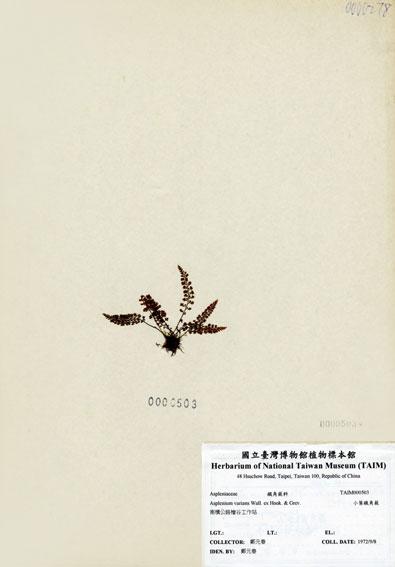 中文名：小葉鐵角蕨 (H000503)學名： em Asplenium varians Wall. ex Hook. & Grev. /em 