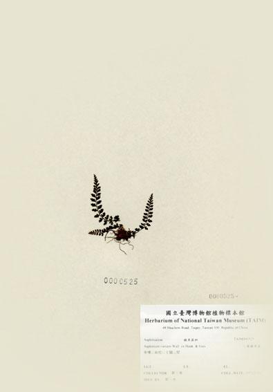 中文名：小葉鐵角蕨 (H000525)學名： em Asplenium varians Wall. ex Hook. & Grev. /em 