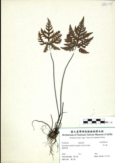 中文名：黑心蕨 (H000612)學名： em Doryopteris concolor (Langsd. & Fisch.) Kuhn /em 