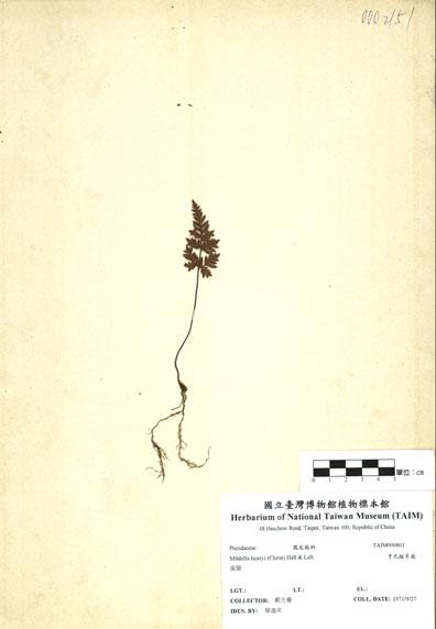 中文名：亨氏擬旱蕨 (H000801)學名： em Mildella henryi (Christ) Hall & Lell. /em 