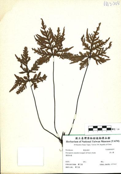 中文名：黑心蕨 (H000830)學名： em Doryopteris concolor (Langsd. & Fisch.) Kuhn /em 