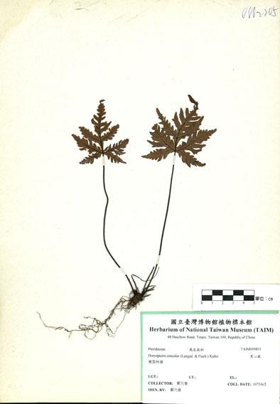 中文名：黑心蕨 (H000831)學名： em Doryopteris concolor (Langsd. & Fisch.) Kuhn /em 