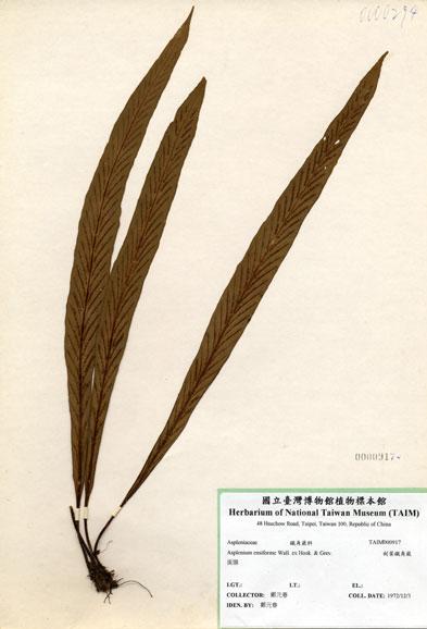 中文名：劍葉鐵角蕨 (H000917)學名： em Asplenium ensiforme Wall. ex Hook. & Grev. /em 