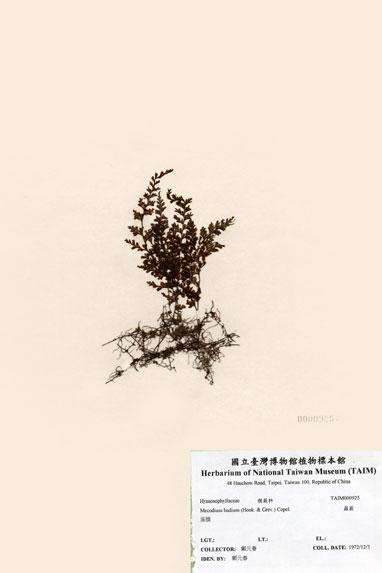 中文名：蕗蕨 (H000925)學名： em Mecodium badium (Hook. & Grev.) Copel. /em 