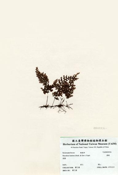 中文名：蕗蕨 (H000926)學名： em Mecodium badium (Hook. & Grev.) Copel. /em 