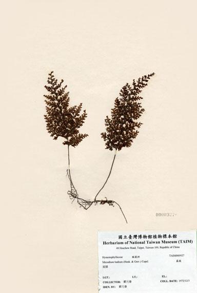 中文名：蕗蕨 (H000927)學名： em Mecodium badium (Hook. & Grev.) Copel. /em 