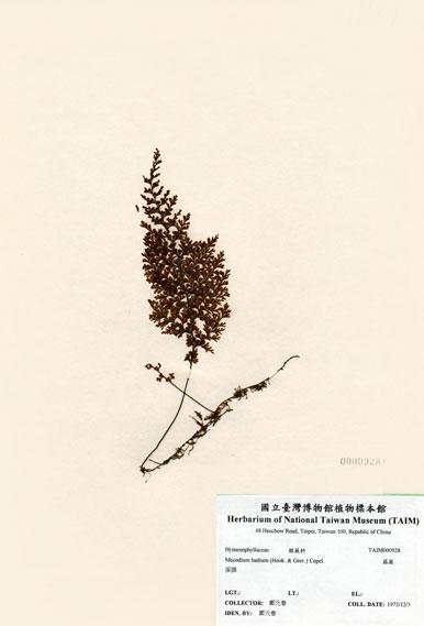 中文名：蕗蕨 (H000928)學名： em Mecodium badium (Hook. & Grev.) Copel. /em 
