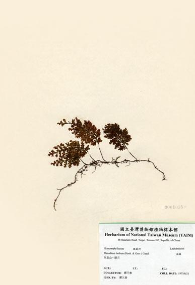 中文名：蕗蕨 (H001035)學名： em Mecodium badium (Hook. & Grev.) Copel. /em 