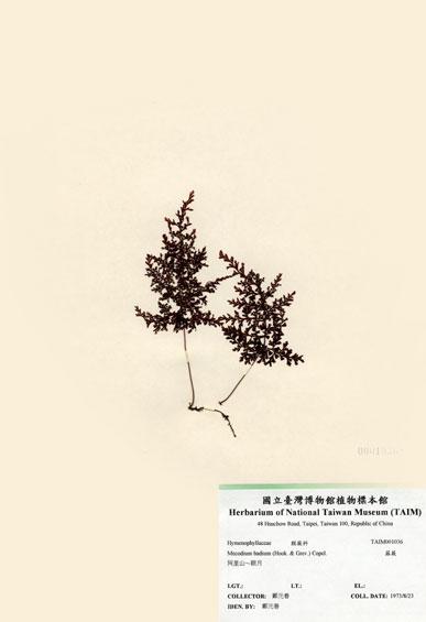 中文名：蕗蕨 (H001036)學名： em Mecodium badium (Hook. & Grev.) Copel. /em 