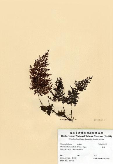 中文名：蕗蕨 (H001053)學名： em Mecodium badium (Hook. & Grev.) Copel. /em 