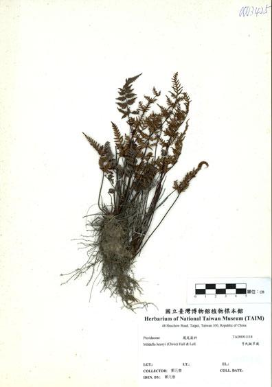 中文名：亨氏擬旱蕨 (H001118)學名： em Mildella henryi (Christ) Hall & Lell. /em 