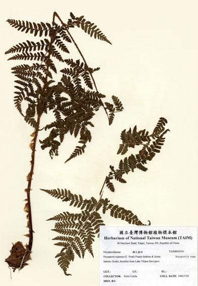 中文名：闊葉鱗毛蕨 (H004516)學名： em Dryopteris expansa (C. Presl) Fraser-Jenkins & Jermy. /em 