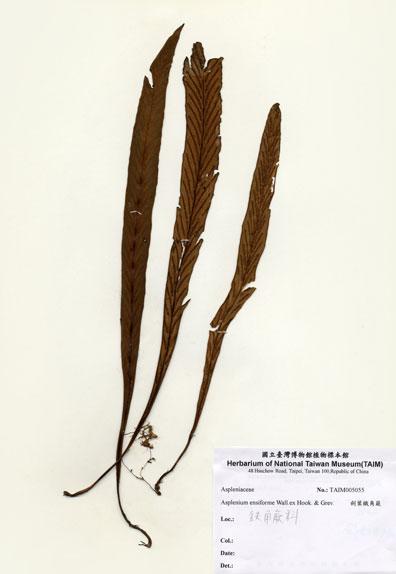 中文名：劍葉鐵角蕨 (H005055)學名： em Asplenium ensiforme Wall. ex Hook. & Grev. /em 