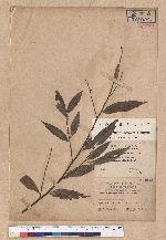 Litsea cubeba (Lour.) Persoon 山胡椒