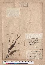 Litsea cubeba (Lour.) Persoon 山胡椒