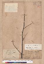 Litsea cubeba (Lour.) Persoon 山胡椒