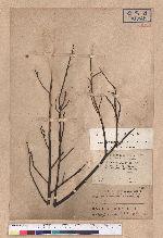 Litsea cubeba (Lour.) Persoon 山胡椒