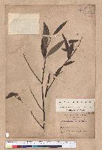Litsea cubeba (Lour.) Persoon 山胡椒