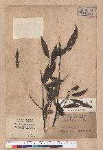 Litsea cubeba (Lour.) Persoon 山胡椒