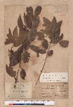 Actinodaphne morrisonensis Hayata