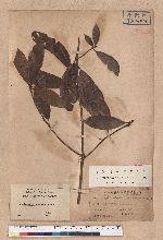 Actinodaphne mushaensis Hayata