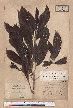 Actinodaphne mushaensis Hayata