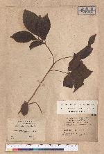 Actinodaphne mushaensis Hayata