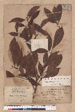 Actinodaphne mushaensis Hayata