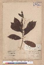 Actinodaphne mushaensis Hayata