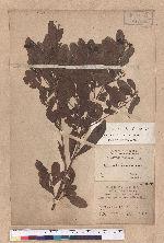 Actinodaphne pedicellata Hayata