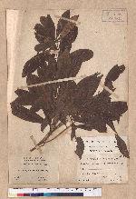 Actinodaphne pedicellata Hayata