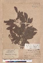 Actinodaphne pedicellata Hayata