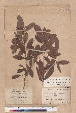 Actinodaphne pedicellata Hayata