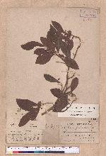 Actinodaphne pedicellata Hayata