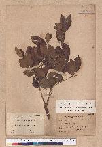 Actinodaphne pedicellata Hayata