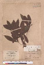 Actinodaphne pedicellata Hayata