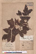 Beilschmiedia erythrophloia Hayata 瓊楠