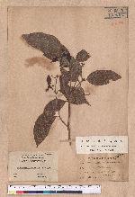 Beilschmiedia erythrophloia Hayata 瓊楠