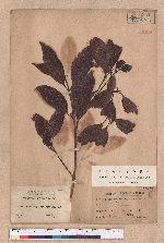 Beilschmiedia erythrophloia Hayata 瓊楠