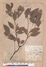 Cinnamomum camphora (L.) Nees & Eberm. 樟