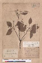 Cinnamomum camphora (L.) Nees & Eberm. 樟