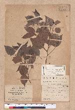 Cinnamomum camphora (L.) Nees & Eberm. var. nominale Hayata 栳樟