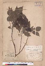 Cinnamomum camphora (L.) Nees & Eberm. var. nominale Hayata 栳樟