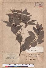 Cinnamomum camphora (L.) Nees & Eberm. var. nominale Hayata 栳樟