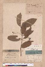 Cinnamomum javanicum Blume