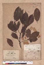 Cinnamomum micranthum (Hayata) Hayata 冇樟